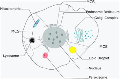 The role of extended synaptotagmin at membrane contact sites in cancer research